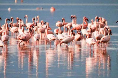 Chilika Lake- Bird Arena with Irresistible Beauty