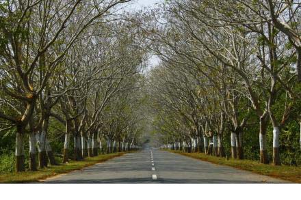 Puri Konark Marine Drive – A Road through the Casuarinas and Sea by Side